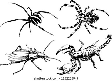 vector drawings sketches different insects bugs Scorpions spiders drawn in ink by hand , objects with no background
