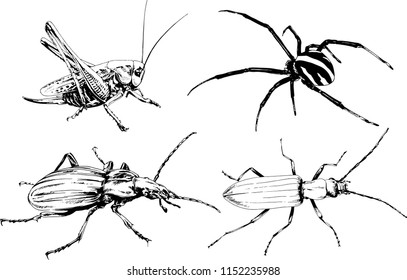 vector drawings sketches different insects bugs Scorpions spiders drawn in ink by hand , objects with no background