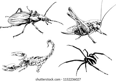 vector drawings sketches different insects bugs Scorpions spiders drawn in ink by hand , objects with no background