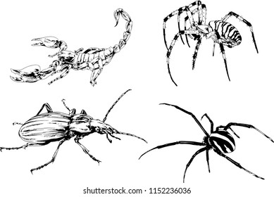 vector drawings sketches different insects bugs Scorpions spiders drawn in ink by hand , objects with no background