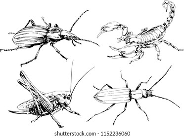 vector drawings sketches different insects bugs Scorpions spiders drawn in ink by hand , objects with no background