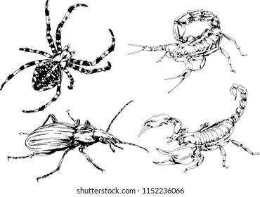 vector drawings sketches different insects bugs Scorpions spiders drawn in ink by hand , objects with no background
