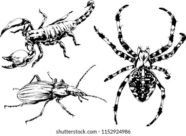 vector drawings sketches different insects bugs Scorpions spiders drawn in ink by hand , objects with no background