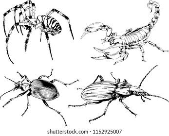 vector drawings sketches different insects bugs Scorpions spiders drawn in ink by hand , objects with no background