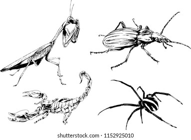 vector drawings sketches different insects bugs Scorpions spiders drawn in ink by hand , objects with no background