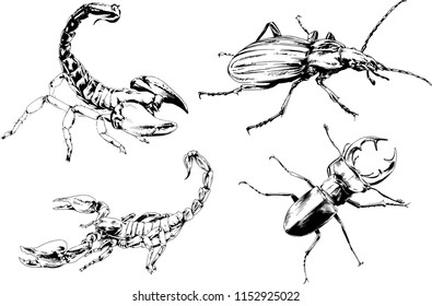vector drawings sketches different insects bugs Scorpions spiders drawn in ink by hand , objects with no background