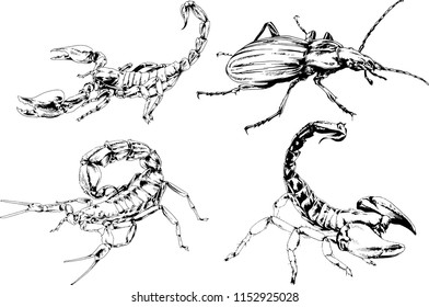 vector drawings sketches different insects bugs Scorpions spiders drawn in ink by hand , objects with no background