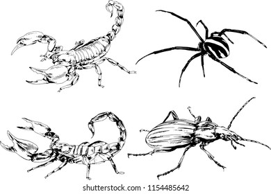 vector drawings sketches different insects bugs Scorpions spiders drawn in ink by hand , objects with no background