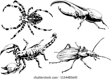 vector drawings sketches different insects bugs Scorpions spiders drawn in ink by hand , objects with no background