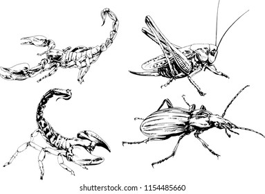 vector drawings sketches different insects bugs Scorpions spiders drawn in ink by hand , objects with no background