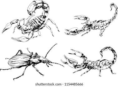 vector drawings sketches different insects bugs Scorpions spiders drawn in ink by hand , objects with no background