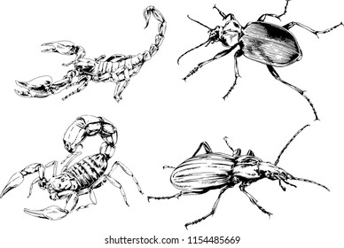 vector drawings sketches different insects bugs Scorpions spiders drawn in ink by hand , objects with no background