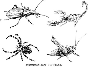 vector drawings sketches different insects bugs Scorpions spiders drawn in ink by hand , objects with no background