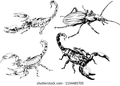 vector drawings sketches different insects bugs Scorpions spiders drawn in ink by hand , objects with no background