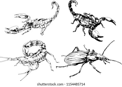 vector drawings sketches different insects bugs Scorpions spiders drawn in ink by hand , objects with no background