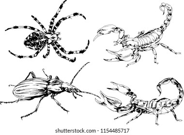 vector drawings sketches different insects bugs Scorpions spiders drawn in ink by hand , objects with no background