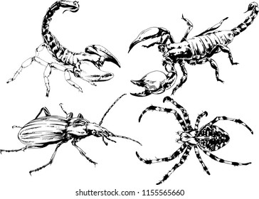 vector drawings sketches different insects bugs Scorpions spiders drawn in ink by hand , objects with no background