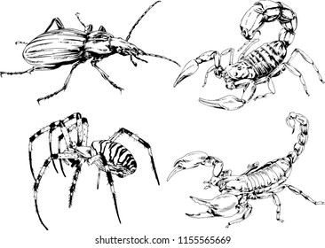 vector drawings sketches different insects bugs Scorpions spiders drawn in ink by hand , objects with no background