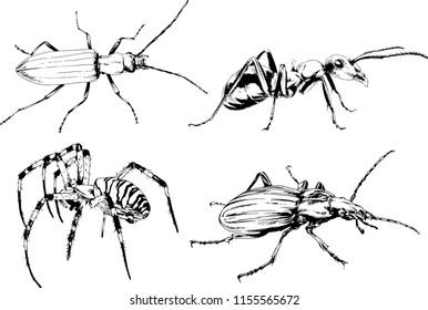 vector drawings sketches different insects bugs Scorpions spiders drawn in ink by hand , objects with no background