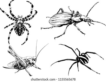 vector drawings sketches different insects bugs Scorpions spiders drawn in ink by hand , objects with no background