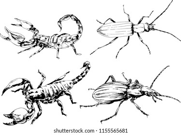 vector drawings sketches different insects bugs Scorpions spiders drawn in ink by hand , objects with no background