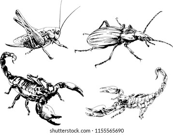 vector drawings sketches different insects bugs Scorpions spiders drawn in ink by hand , objects with no background