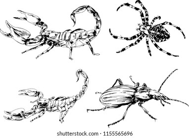 vector drawings sketches different insects bugs Scorpions spiders drawn in ink by hand , objects with no background