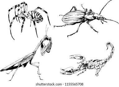 vector drawings sketches different insects bugs Scorpions spiders drawn in ink by hand , objects with no background