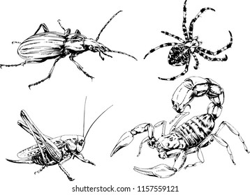 vector drawings sketches different insects bugs Scorpions spiders drawn in ink by hand , objects with no background