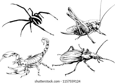 vector drawings sketches different insects bugs Scorpions spiders drawn in ink by hand , objects with no background