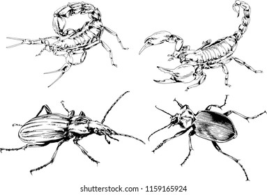 vector drawings sketches different insects bugs Scorpions spiders drawn in ink by hand , objects with no background