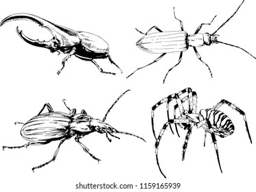 vector drawings sketches different insects bugs Scorpions spiders drawn in ink by hand , objects with no background