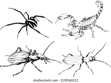 vector drawings sketches different insects bugs Scorpions spiders drawn in ink by hand , objects with no background