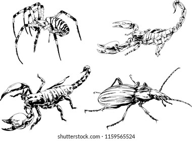 vector drawings sketches different insects bugs Scorpions spiders drawn in ink by hand , objects with no background