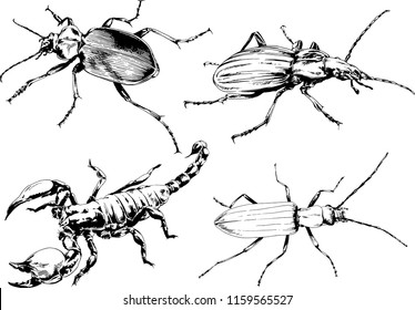 vector drawings sketches different insects bugs Scorpions spiders drawn in ink by hand , objects with no background