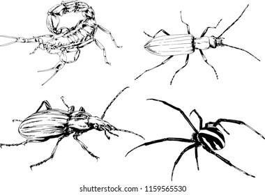 vector drawings sketches different insects bugs Scorpions spiders drawn in ink by hand , objects with no background
