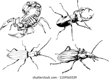 vector drawings sketches different insects bugs Scorpions spiders drawn in ink by hand , objects with no background