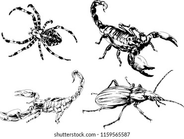vector drawings sketches different insects bugs Scorpions spiders drawn in ink by hand , objects with no background