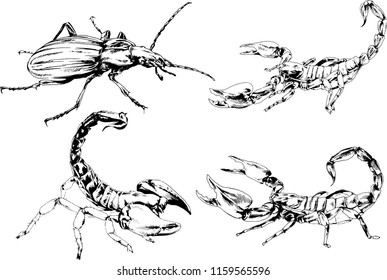 vector drawings sketches different insects bugs Scorpions spiders drawn in ink by hand , objects with no background