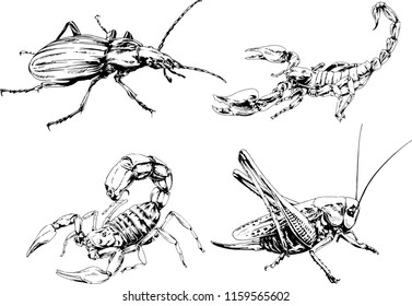 vector drawings sketches different insects bugs Scorpions spiders drawn in ink by hand , objects with no background