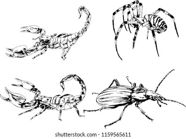 vector drawings sketches different insects bugs Scorpions spiders drawn in ink by hand , objects with no background