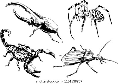 vector drawings sketches different insects bugs Scorpions spiders drawn in ink by hand , objects with no background