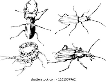 vector drawings sketches different insects bugs Scorpions spiders drawn in ink by hand , objects with no background