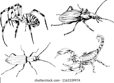 vector drawings sketches different insects bugs Scorpions spiders drawn in ink by hand , objects with no background