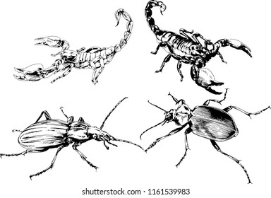 vector drawings sketches different insects bugs Scorpions spiders drawn in ink by hand , objects with no background