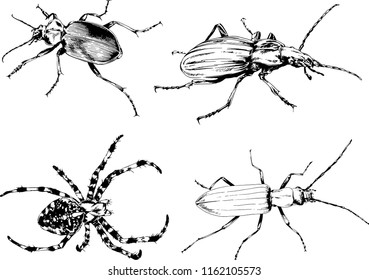 vector drawings sketches different insects bugs Scorpions spiders drawn in ink by hand , objects with no background