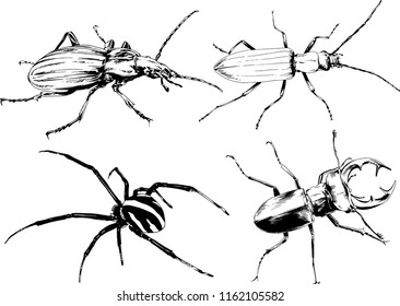 vector drawings sketches different insects bugs Scorpions spiders drawn in ink by hand , objects with no background