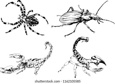 vector drawings sketches different insects bugs Scorpions spiders drawn in ink by hand , objects with no background
