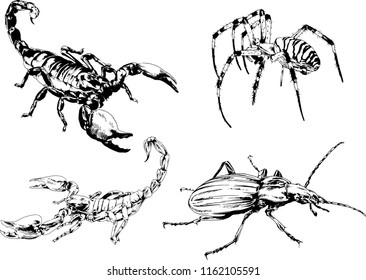 vector drawings sketches different insects bugs Scorpions spiders drawn in ink by hand , objects with no background