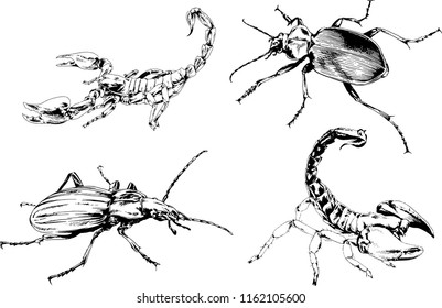 vector drawings sketches different insects bugs Scorpions spiders drawn in ink by hand , objects with no background